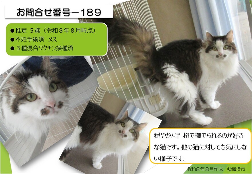 189の猫の写真