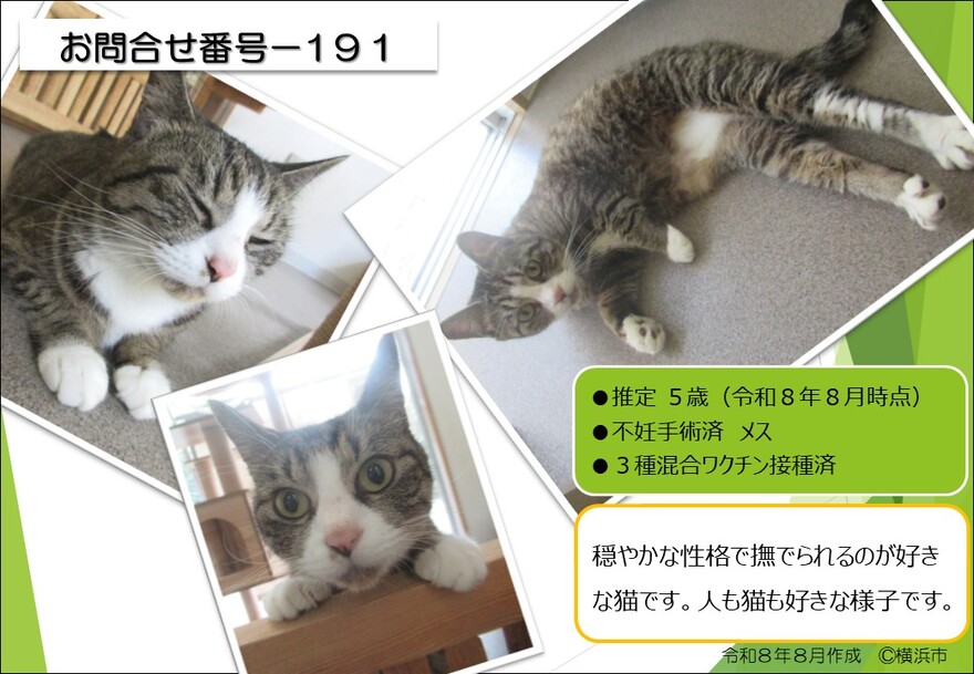 191の猫の写真