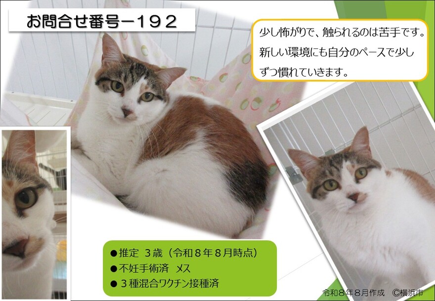192の猫の写真