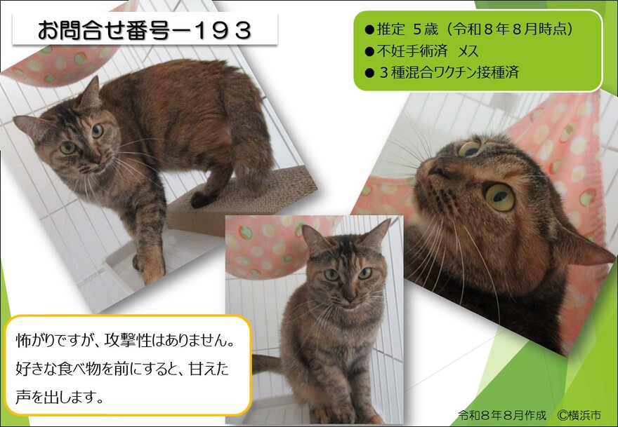 193の猫の写真