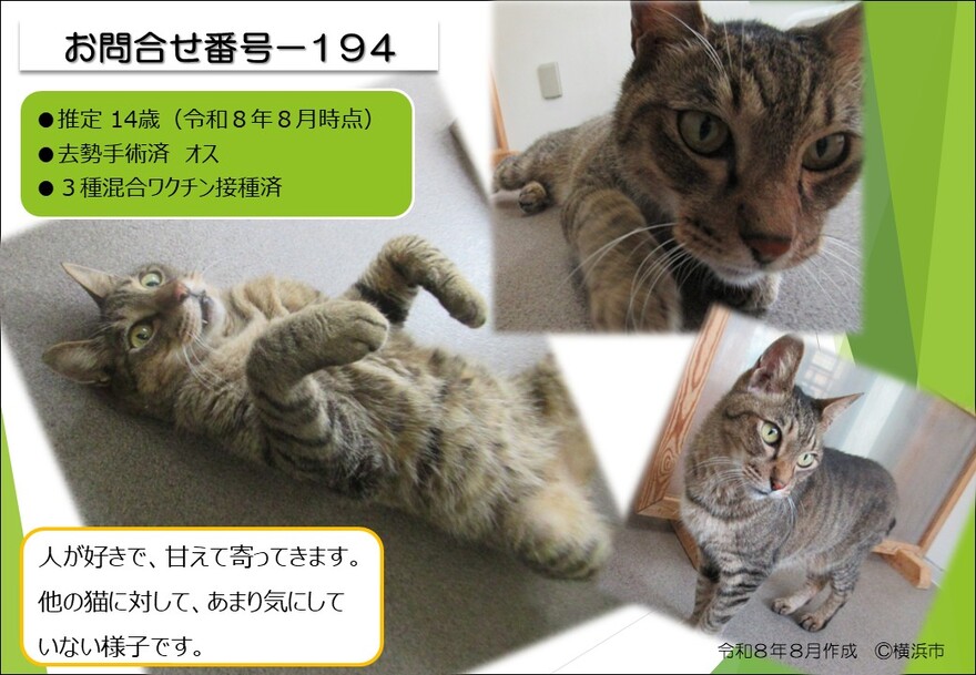 194の猫の写真