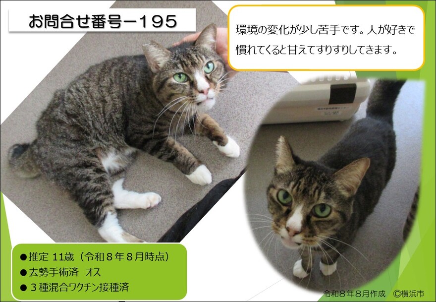 195の猫の写真