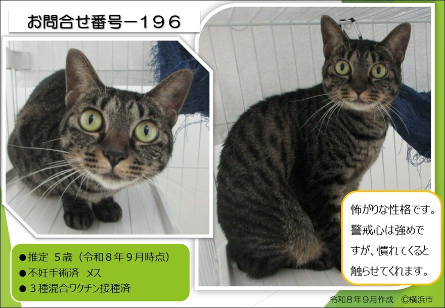 猫譲渡写真