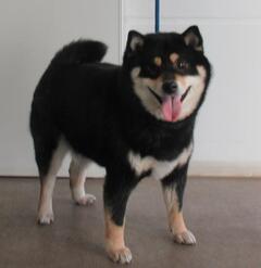 犬の写真（黒柴）