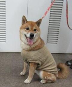 犬の写真１