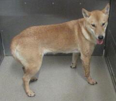 犬の写真１