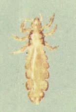 An adult head lice