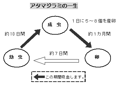 아타마지라미의 일생