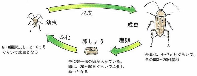 蟑螂的一生