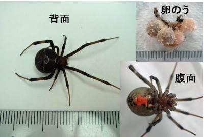 Photograph of blackback spider