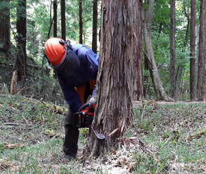 間ばつ作業の画像