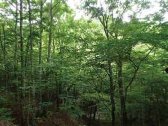 道志水源林の画像