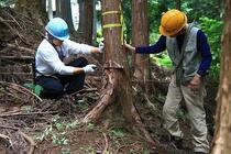 間伐作業