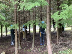 枝打ち体験の様子