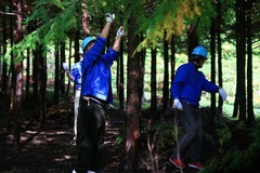 枝打ち体験の様子
