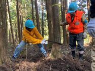 間伐体験の様子