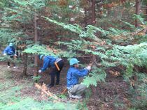 枝打ち体験の様子