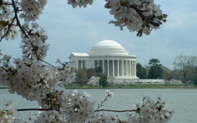 Cherry blossoms in Washington D.C.