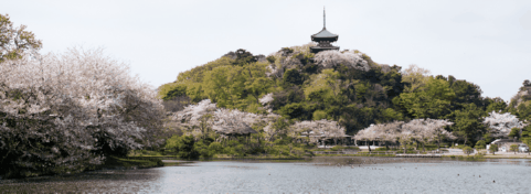 Cherry blossoms at Sankeien Garden