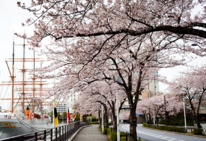 Cerisiers en fleur à Minato Mirai 21