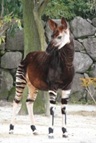 Okapi offert à Yokohama par la ville de San Diego