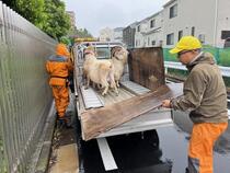 軽トラでの移動するやぎ