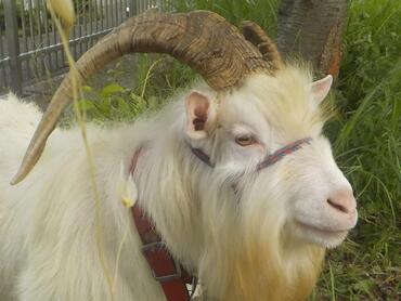 「げん」くん画像