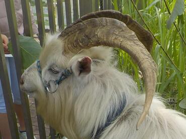 「かい」くん画像