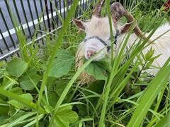 葛の葉を食べる「かい」くん
