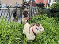 葛の葉を食べる「げん」くん