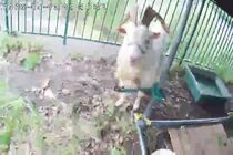 身動きできない「かい」くん