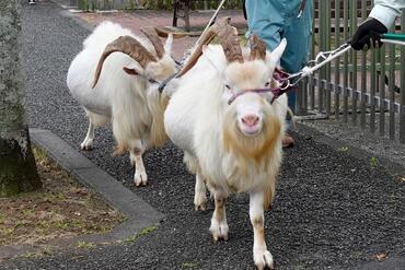 ヤギの画像