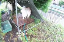 小屋から出ない「げん」くん「かい」くん