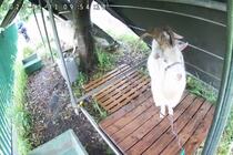 雨にぬれることはあまり好きではないようです