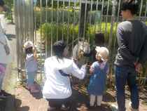 くずの葉をもらい、喜ぶヤギ