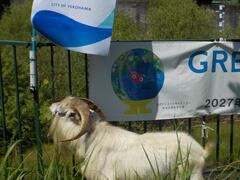 横断幕とのぼり旗とヤギ