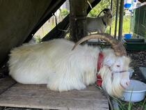 横たわる「げん」くん