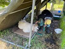 心配そうに様子をうかがうスタッフ