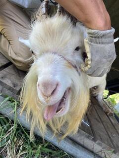 早く取ってほしい「げん」くん