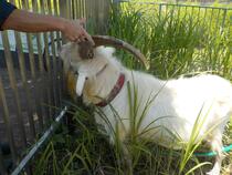 園長の手がヤギの角と角の間に