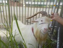 自ら寄っていきます。