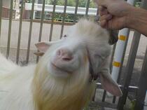 とても気持ちいい表情の「げん」くん