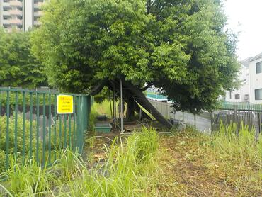 草刈り後の様子