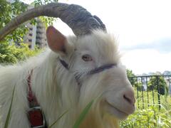 「げん」くん画像２