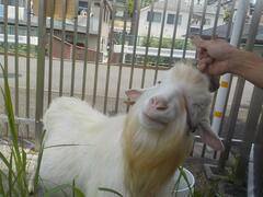 「げん」くん画像