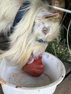 「かい」くん画像