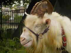 「げん」くん画像３