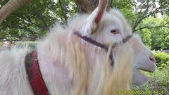 「げん」くん画像４