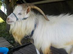 「かい」くん画像4