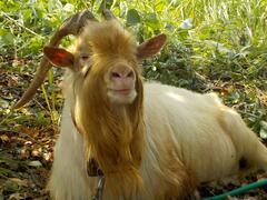 「げん」くん画像５